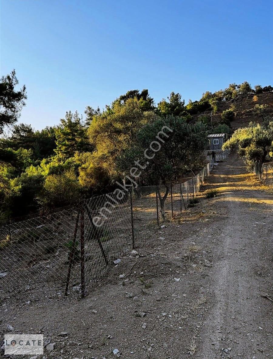 Seferihisar Beyler Köyün De Müstakil Tapulu Zeytinlik - Görsel 13