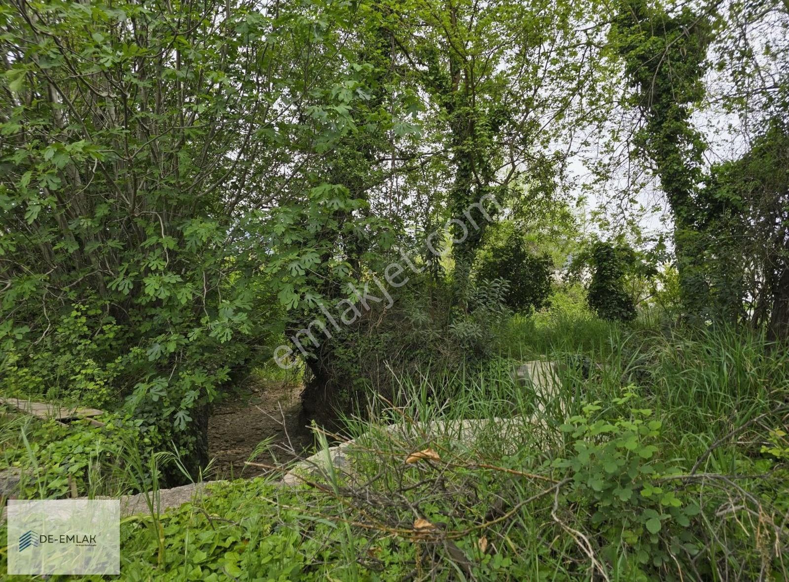 Ortaca Çaylı Mahallesi'nde Satılık Narenciye Bahçesi - Görsel 8