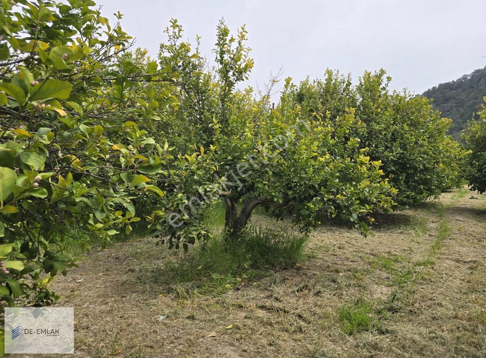 Ortaca Çaylı Mahallesi'nde Satılık Narenciye Bahçesi - Görsel 2
