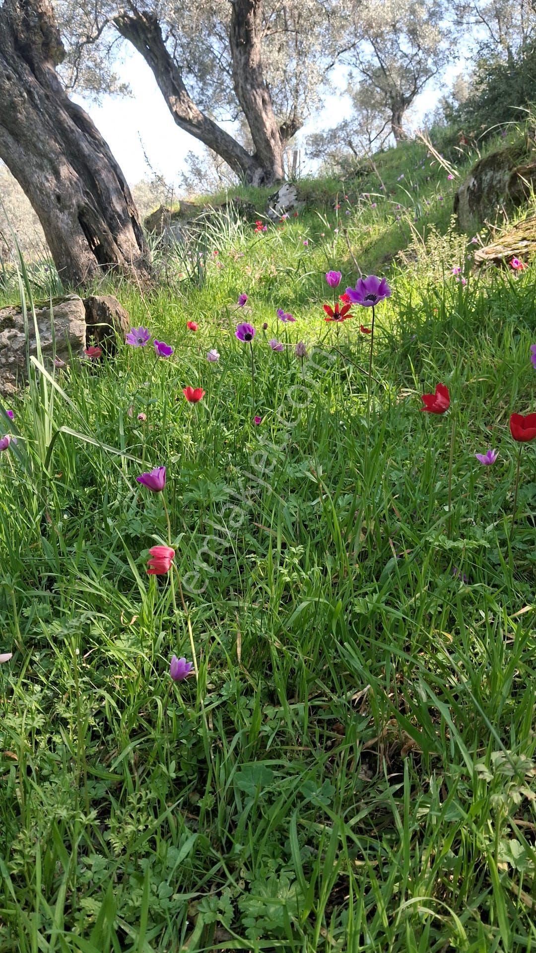 Aydın Söke Nalbantlar Mah. Bahçe Tarzında Etrafı Taş Duvar Çevrili Satılık Zeytinlik - Görsel 12