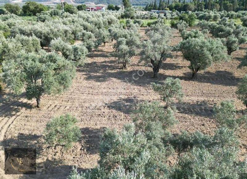 Aydın Buharkent 'te Satılık Zeytin Bahçesi - Görsel 4