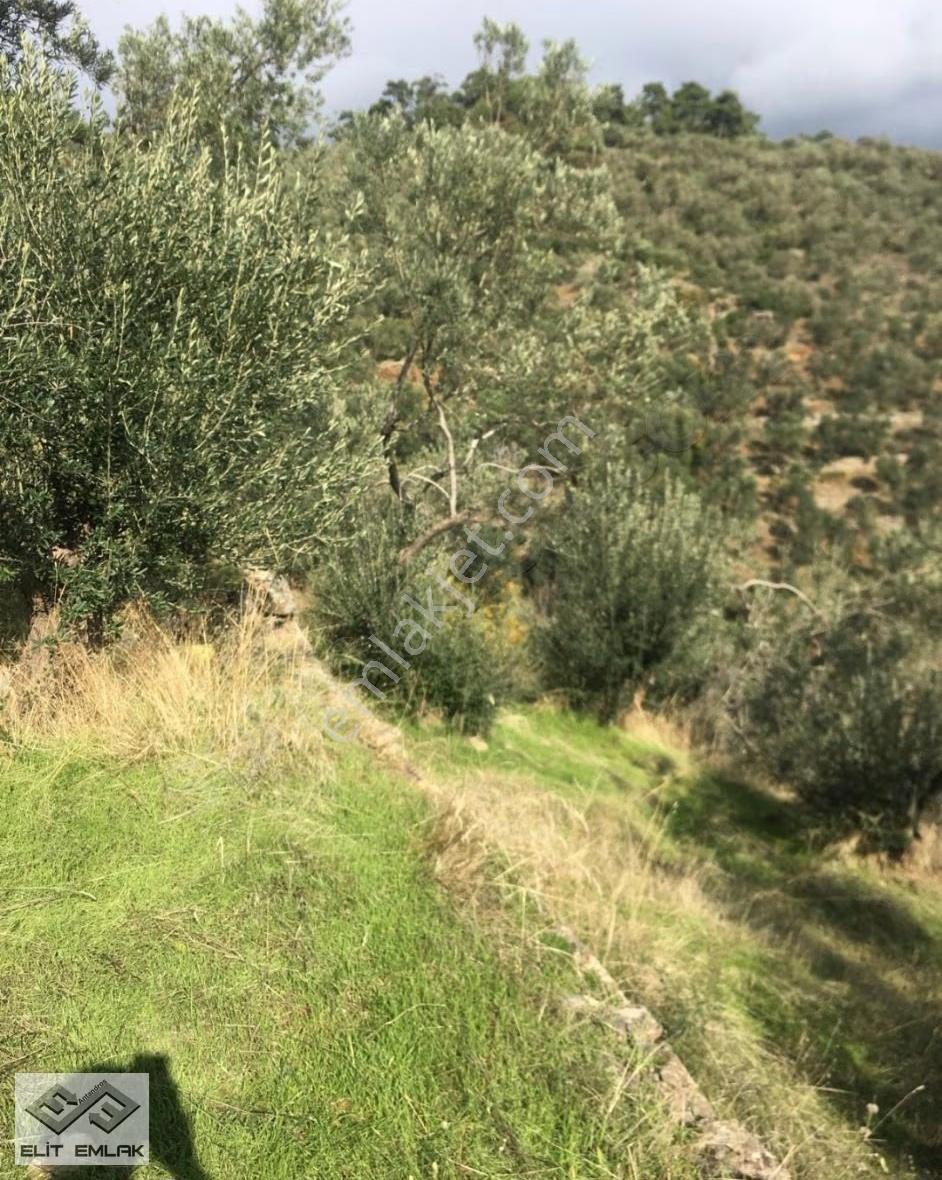 Altınoluk Deniz Manzaralı Satılık Zeytinlik - Görsel 3