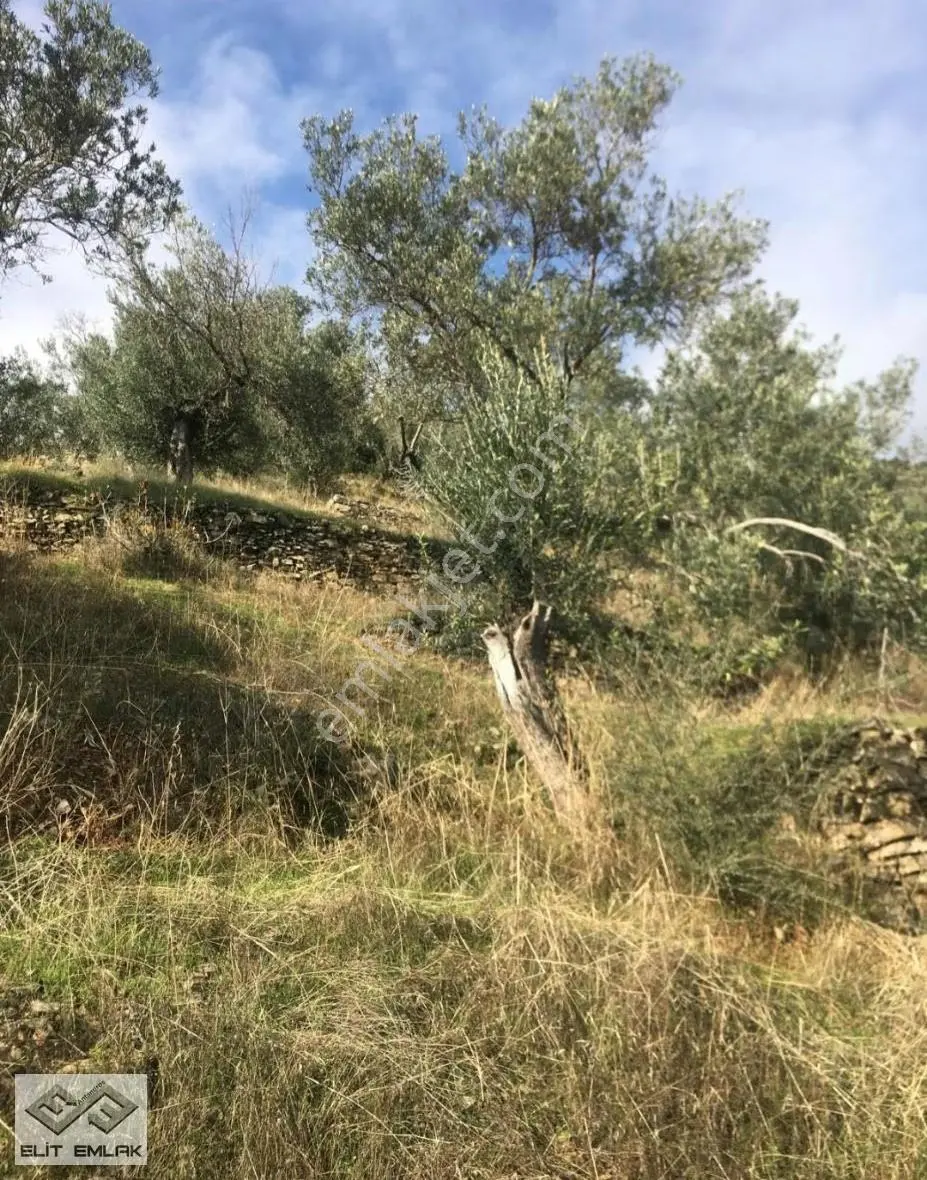 Altınoluk Deniz Manzaralı Satılık Zeytinlik - Görsel 2