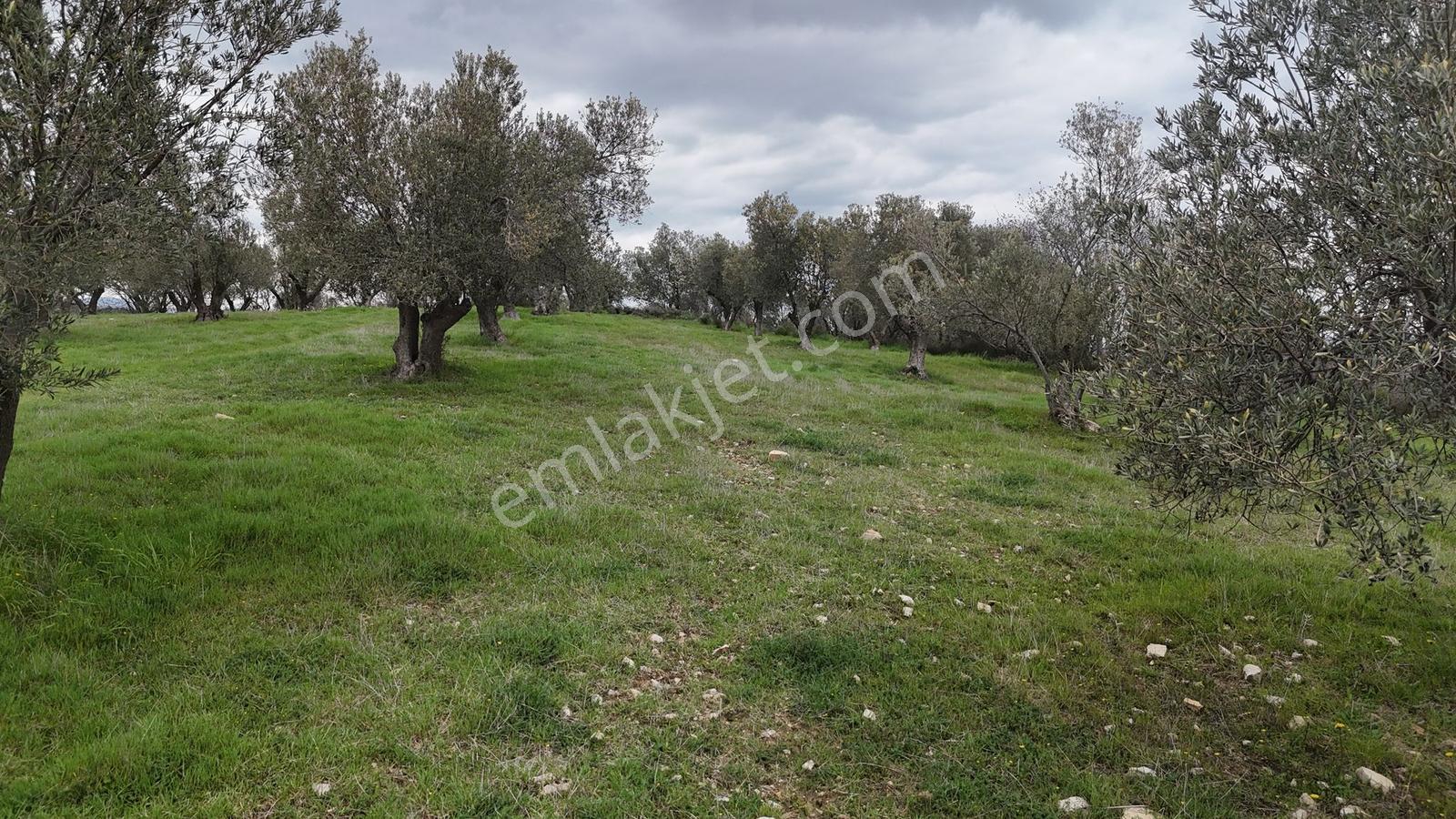 Bergama Çitköy'de 3.934 M2 Satılık Zeytinlik - Görsel 8