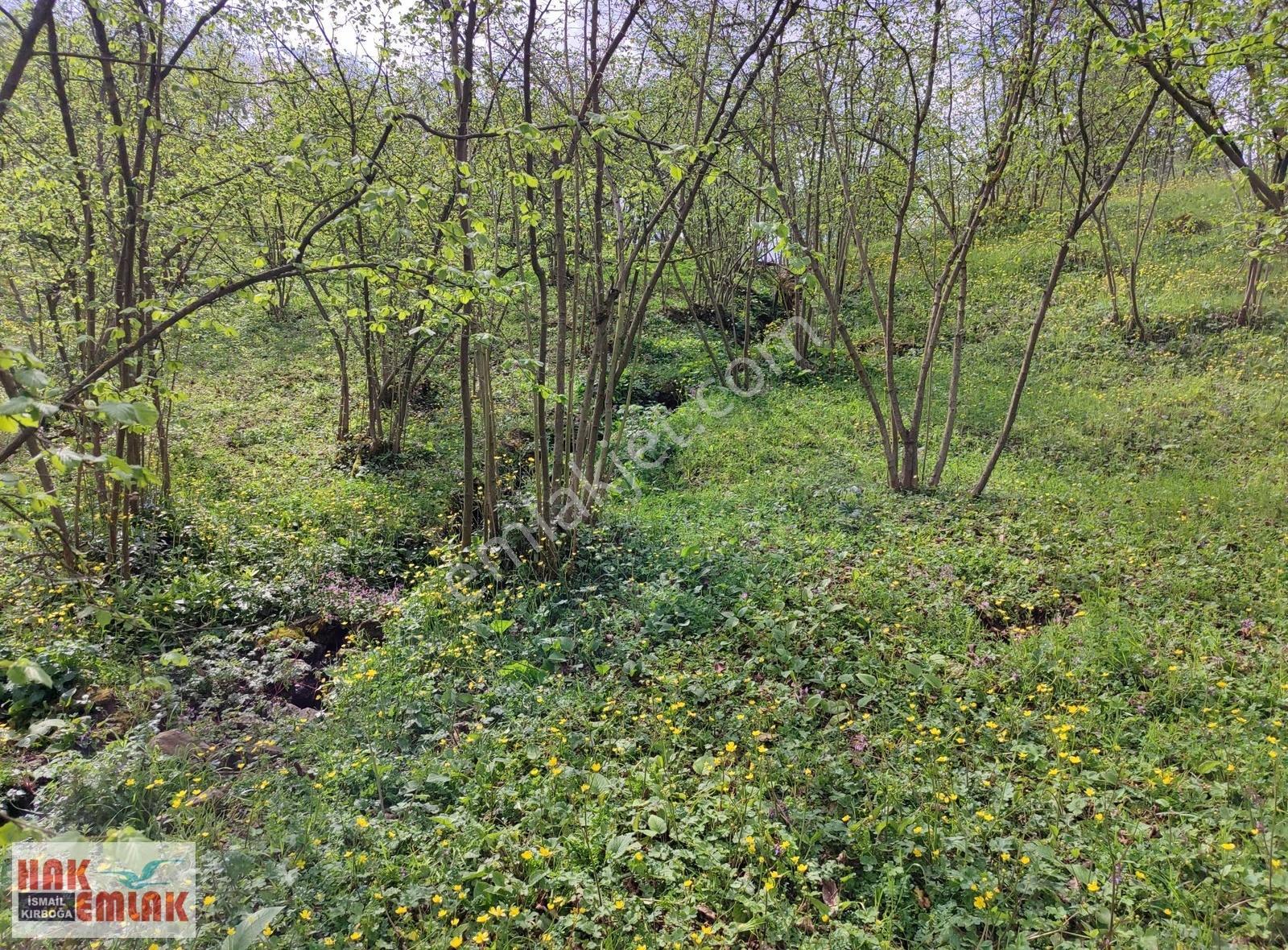 Hak Emlak'tan Gölyaka-hamamüstü Köyünde Satılık 3.495 M² Arsa - Görsel 29