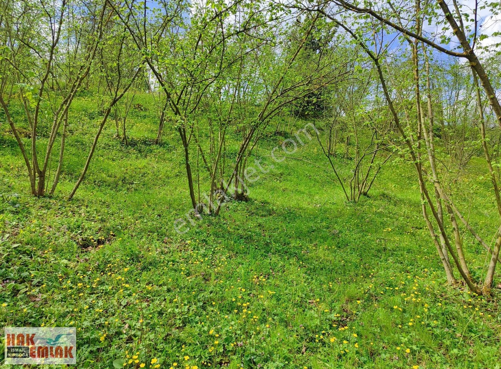 Hak Emlak'tan Gölyaka-hamamüstü Köyünde Satılık 3.495 M² Arsa - Görsel 32