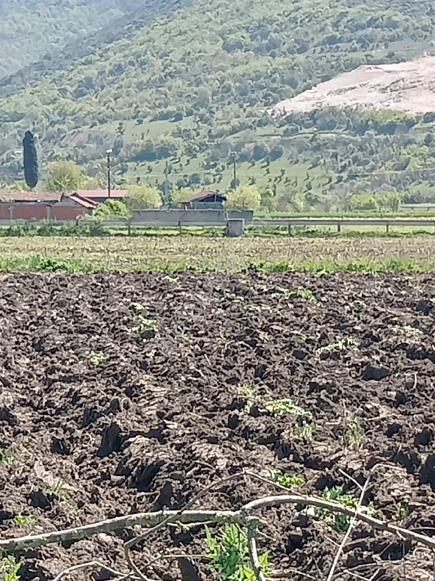 Satılık Tarla Üçbeyli - Görsel 12
