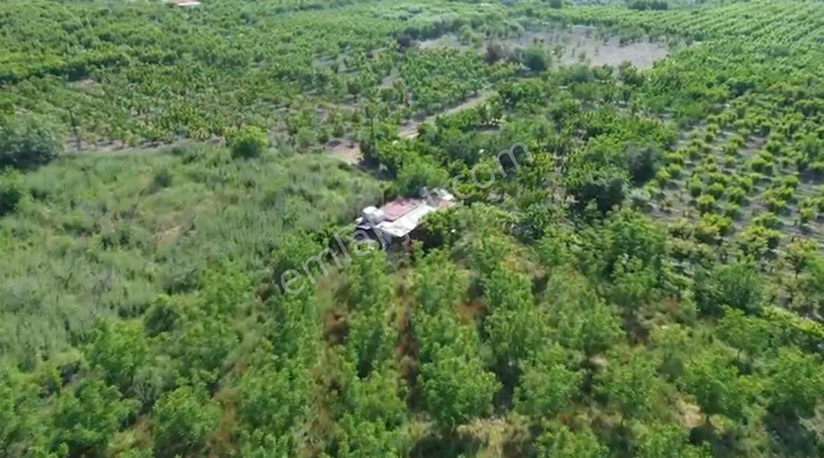Kemalpaşa Ören’de Yatırımlık Bağ: Numaratajlı Yapı & Tapuya İşli Geçiş Hakkı - Görsel 2