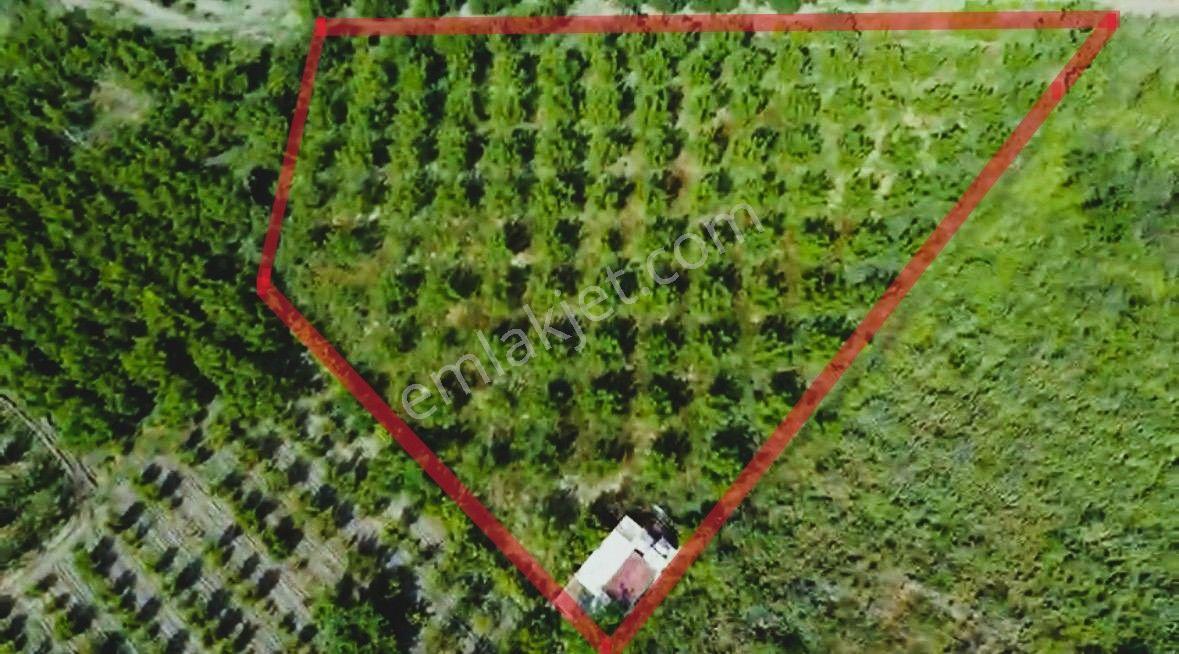 Kemalpaşa Ören’de Yatırımlık Bağ: Numaratajlı Yapı & Tapuya İşli Geçiş Hakkı - Görsel 3