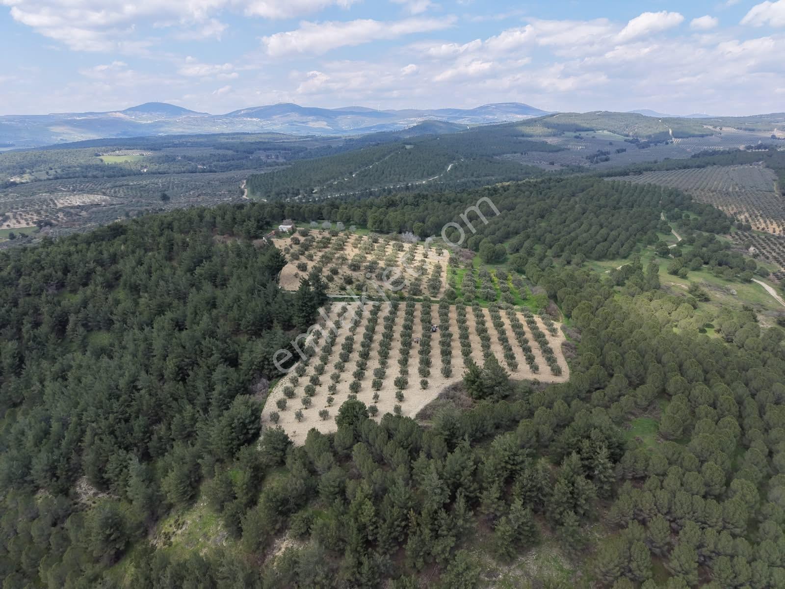 Manisa Kırkağaç Yağmurlu Mahallesi 8.233 M2 (tek Tapu) Zeytinlik - Görsel 12