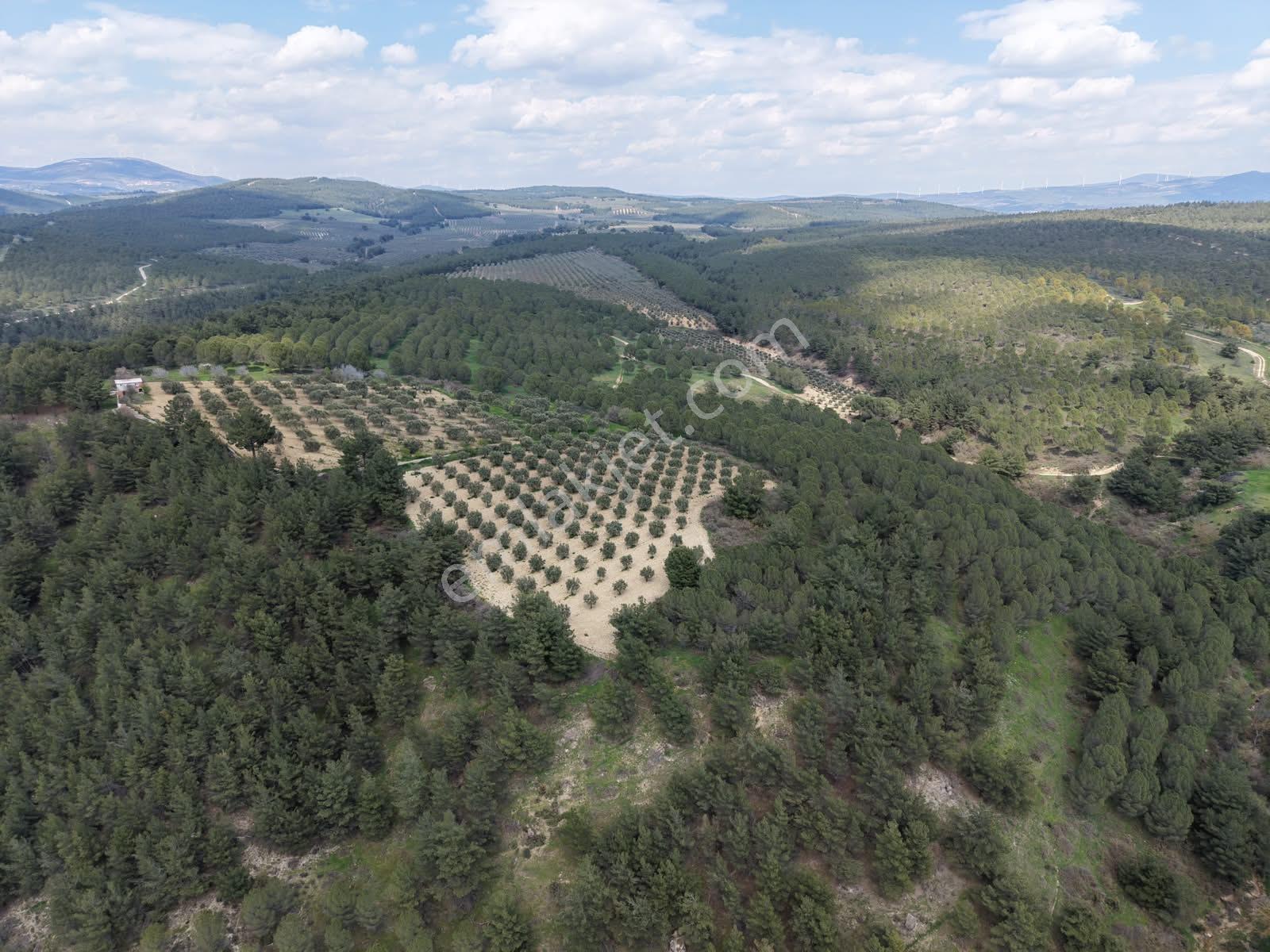 Manisa Kırkağaç Yağmurlu Mahallesi 8.233 M2 (tek Tapu) Zeytinlik - Görsel 2