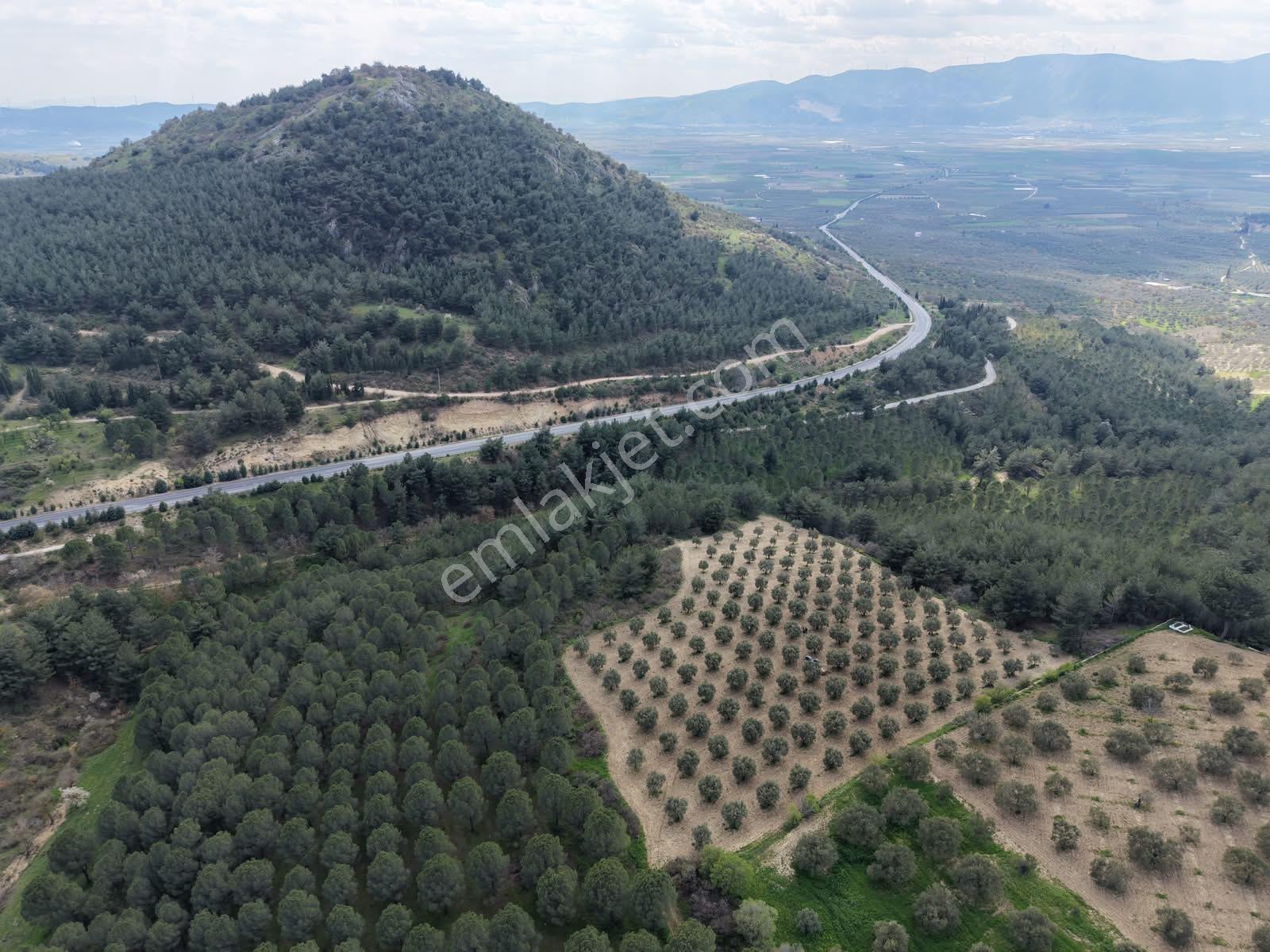 Manisa Kırkağaç Yağmurlu Mahallesi 8.233 M2 (tek Tapu) Zeytinlik - Görsel 6