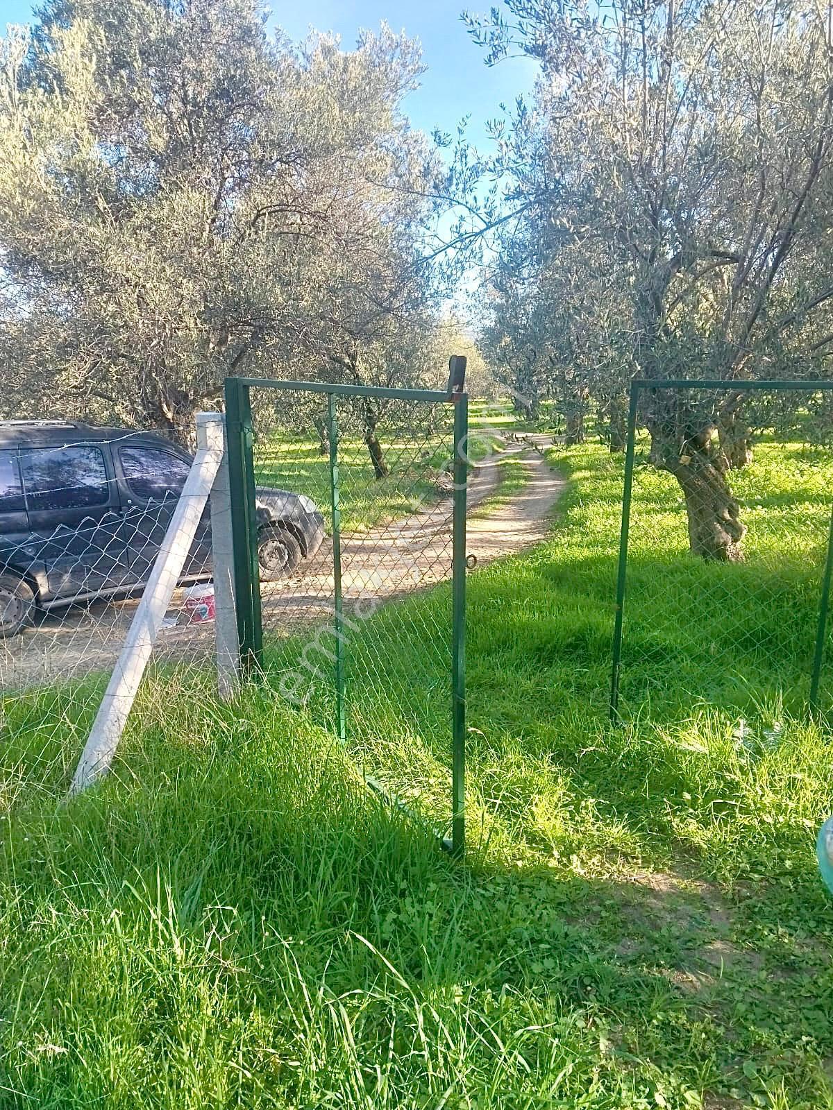 Havran Köylücede Yola Sıfır 500m² Tel Çevrili Zeytinlik - Görsel 9