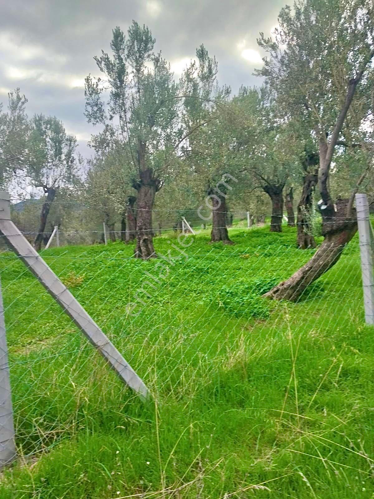 Havran Köylücede Yola Sıfır 500m² Tel Çevrili Zeytinlik - Görsel 4