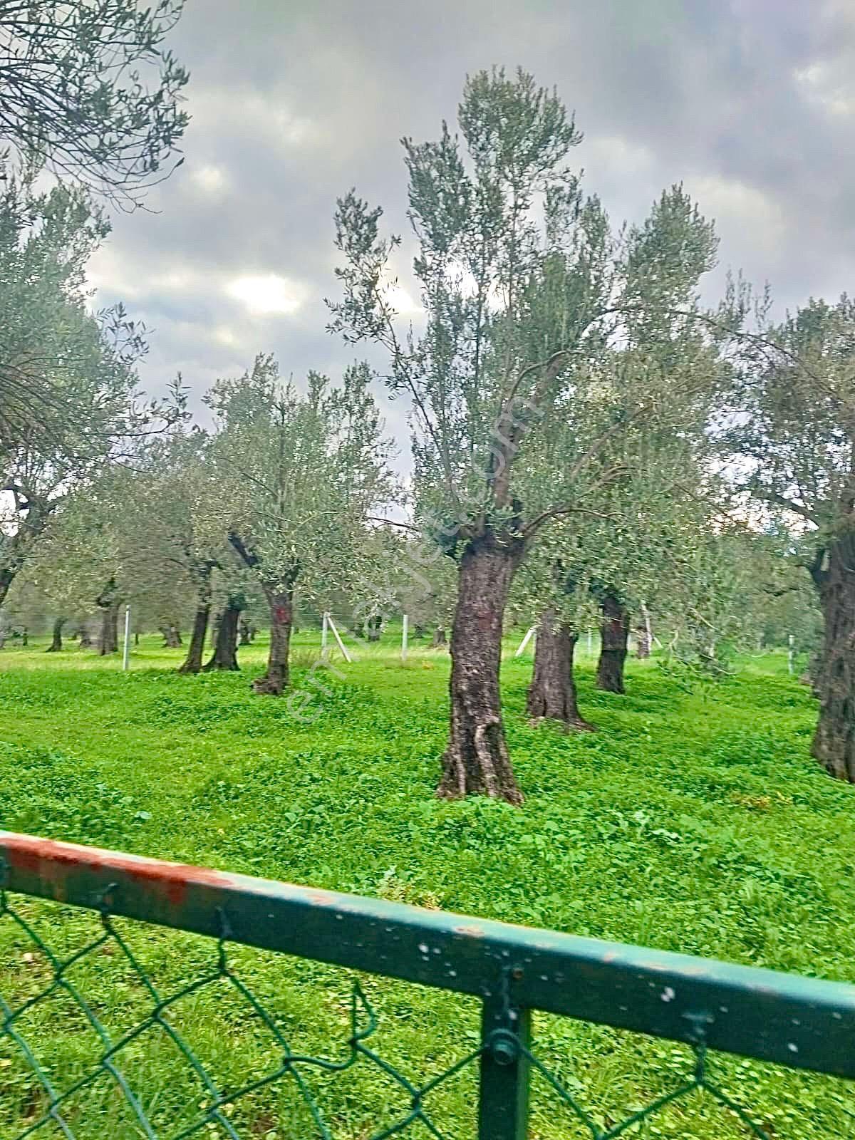 Havran Köylücede Yola Sıfır 500m² Tel Çevrili Zeytinlik - Görsel 8
