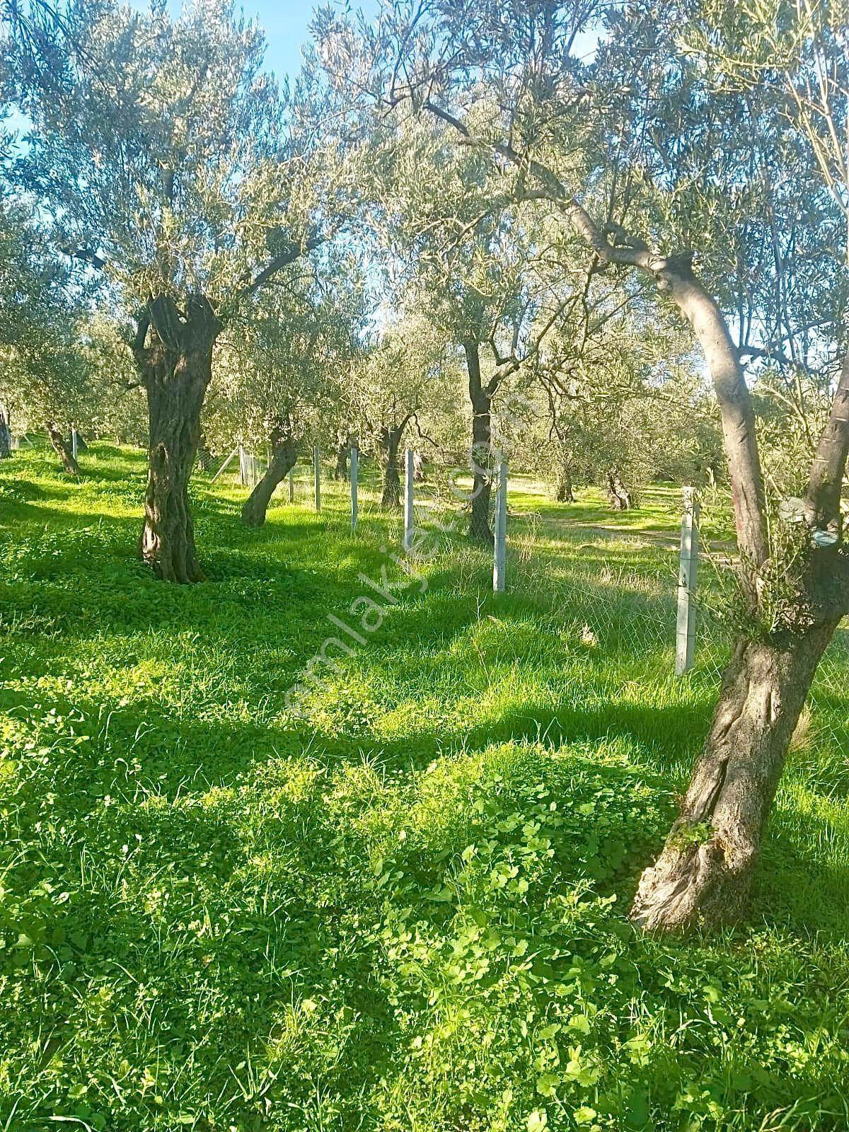 Havran Köylücede Yola Sıfır 500m² Tel Çevrili Zeytinlik - Görsel 5