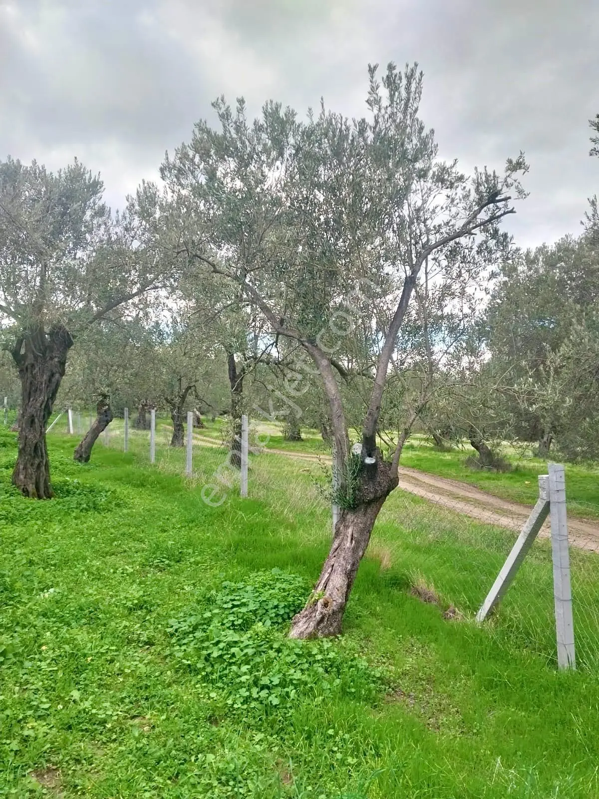Havran Köylücede Yola Sıfır 500m² Tel Çevrili Zeytinlik