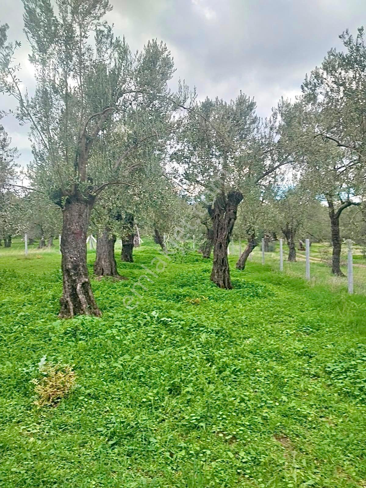 Havran Köylücede Yola Sıfır 500m² Tel Çevrili Zeytinlik - Görsel 3