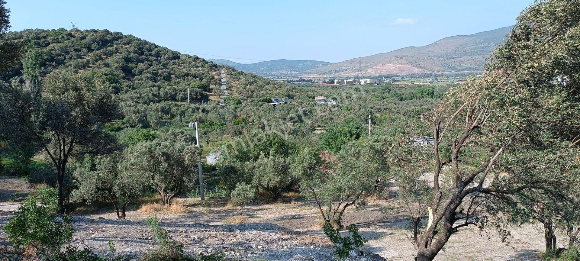 Aliağa Barbaros Hayrettin Paşa Mahallesinde İmar Dibinde Satılık Bahçe - Görsel 5