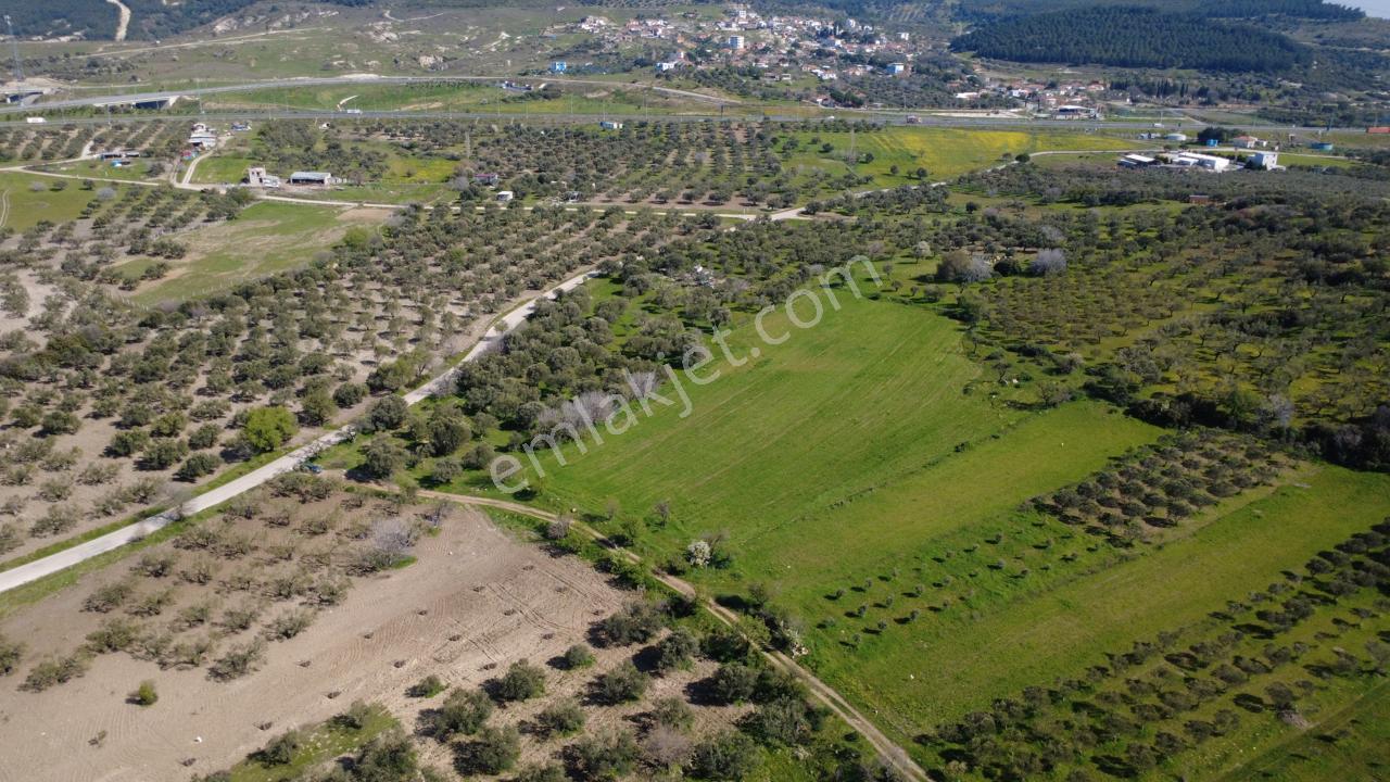 Samurluda 10500m2 Satılık Yolu Olan Tarla - Görsel 11
