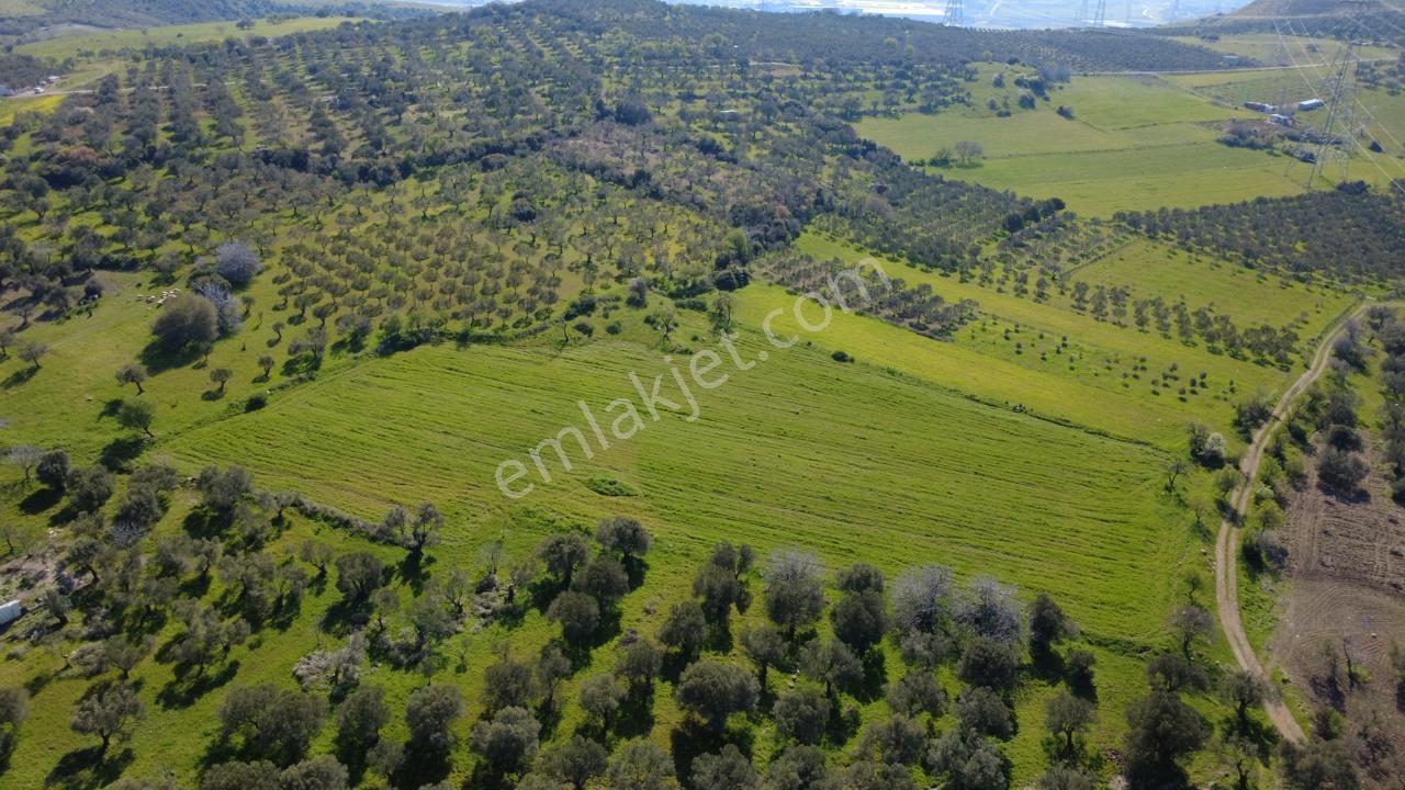 Samurluda 10500m2 Satılık Yolu Olan Tarla - Görsel 22