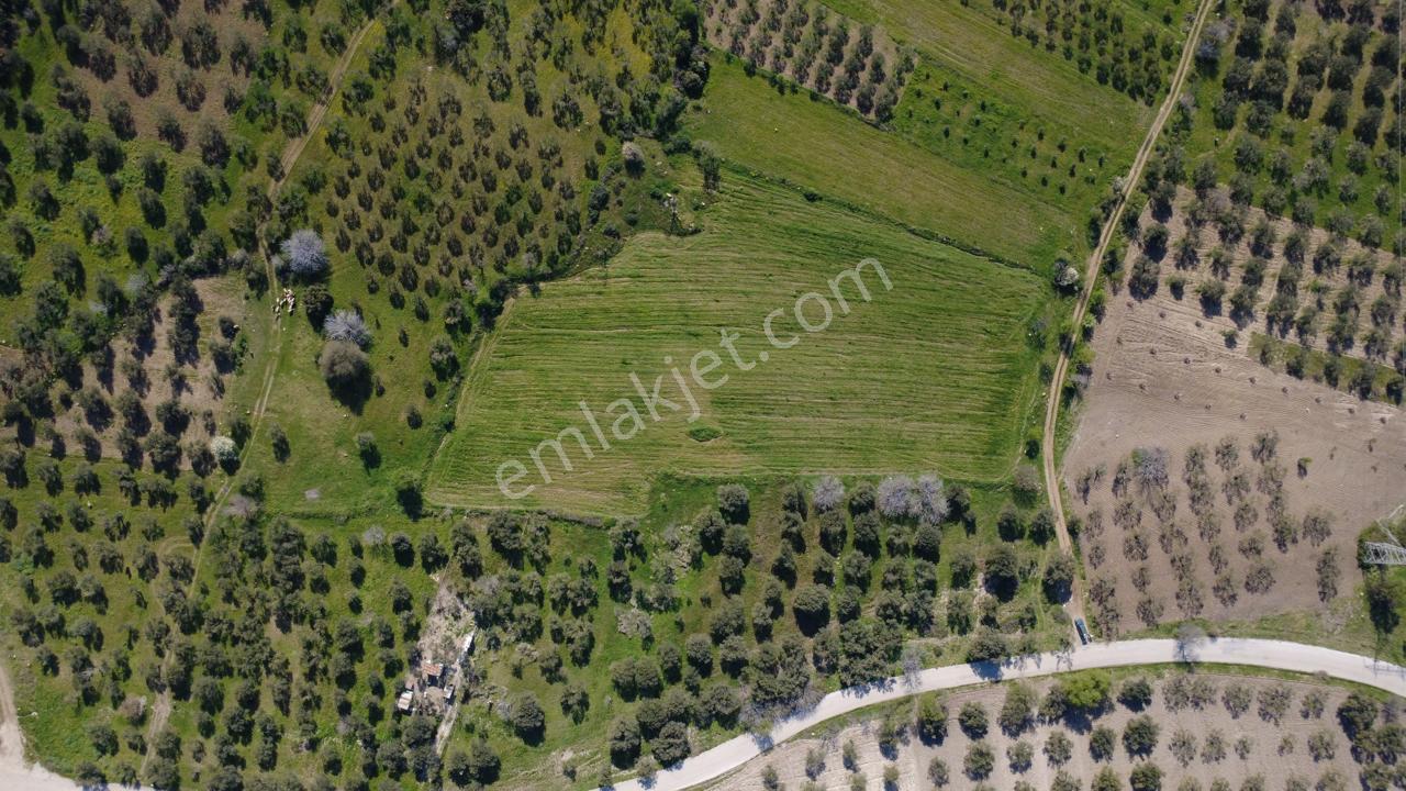Samurluda 10500m2 Satılık Yolu Olan Tarla - Görsel 26