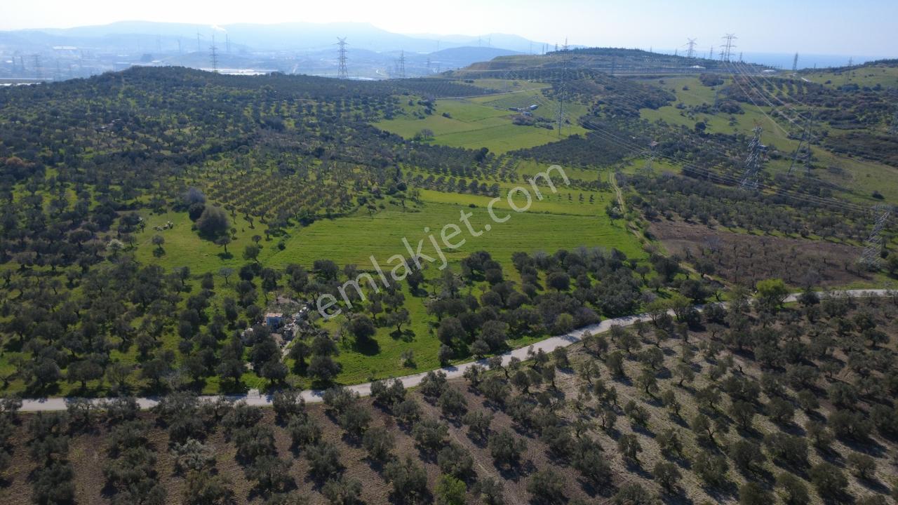 Samurluda 10500m2 Satılık Yolu Olan Tarla - Görsel 2