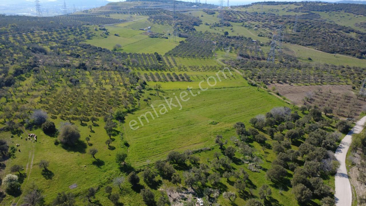 Samurluda 10500m2 Satılık Yolu Olan Tarla - Görsel 20