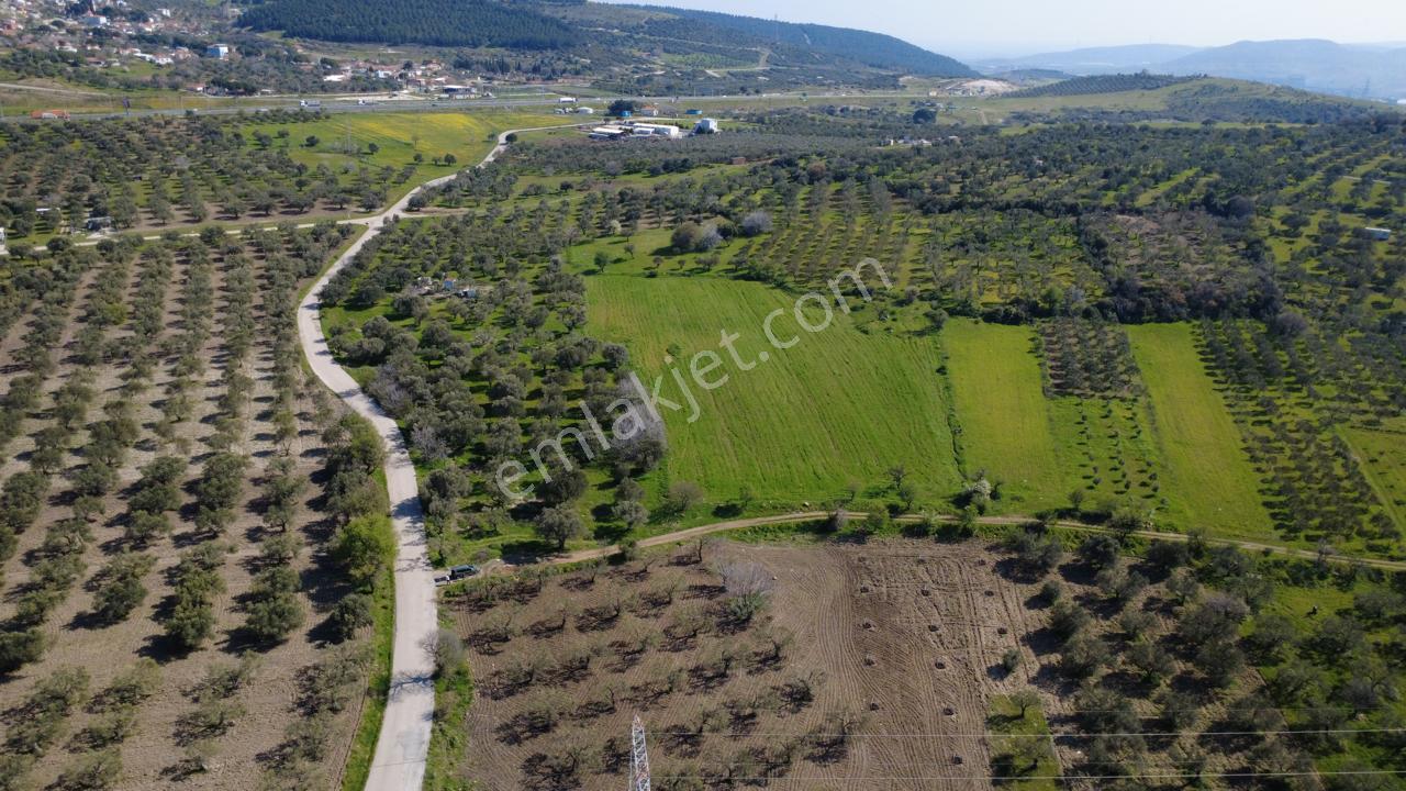 Samurluda 10500m2 Satılık Yolu Olan Tarla - Görsel 10