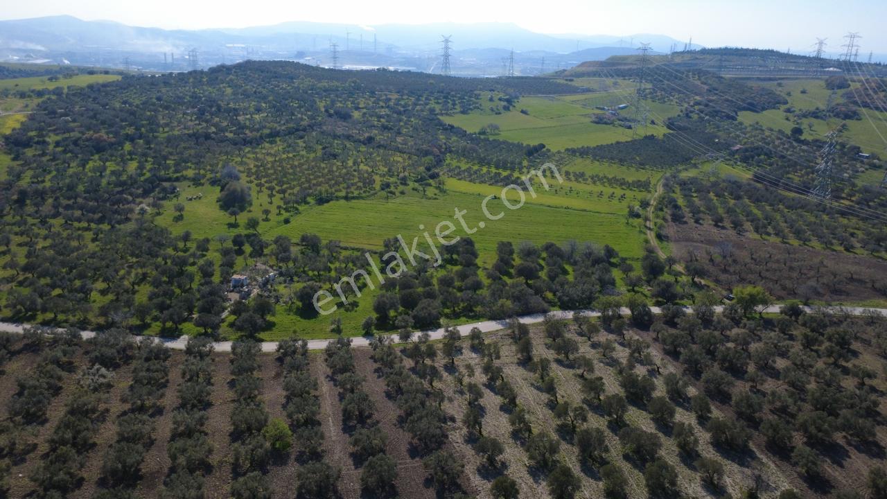 Samurluda 10500m2 Satılık Yolu Olan Tarla - Görsel 4