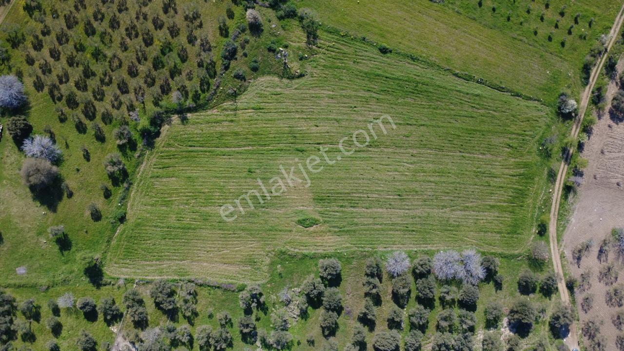Samurluda 10500m2 Satılık Yolu Olan Tarla - Görsel 24