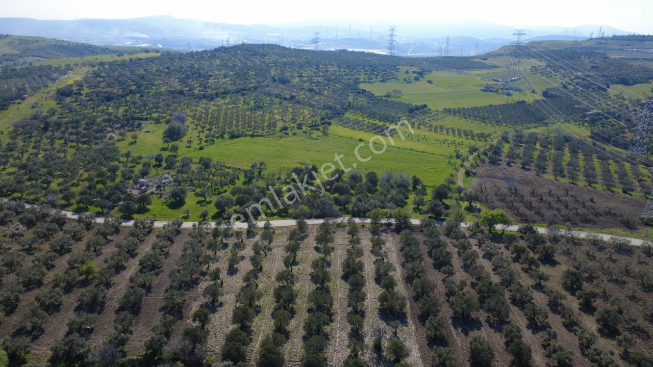 Samurluda 10500m2 Satılık Yolu Olan Tarla - Görsel 5