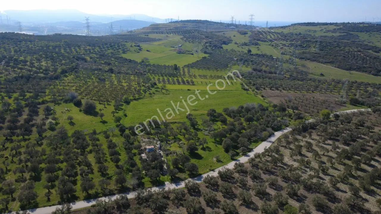 Samurluda 10500m2 Satılık Yolu Olan Tarla