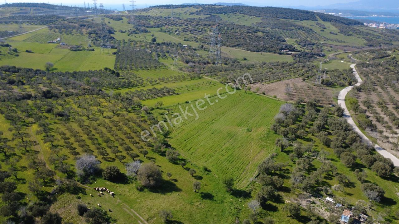 Samurluda 10500m2 Satılık Yolu Olan Tarla - Görsel 19
