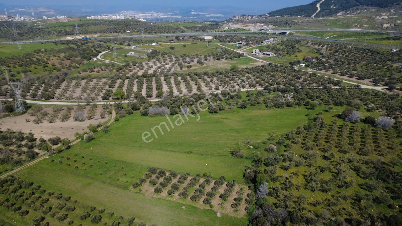 Samurluda 10500m2 Satılık Yolu Olan Tarla - Görsel 14