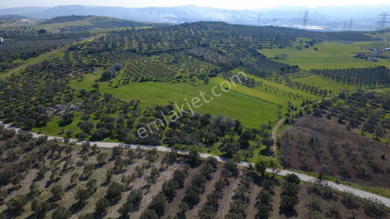 Samurluda 10500m2 Satılık Yolu Olan Tarla - Görsel 7
