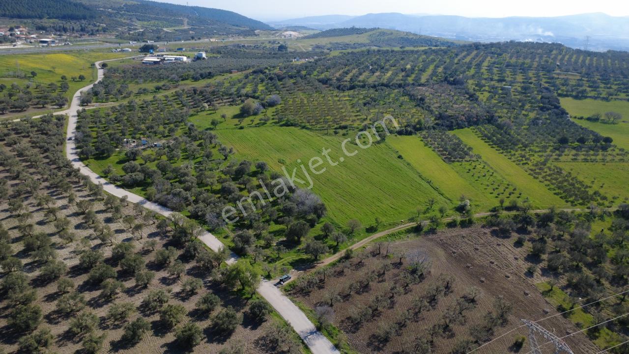 Samurluda 10500m2 Satılık Yolu Olan Tarla - Görsel 9