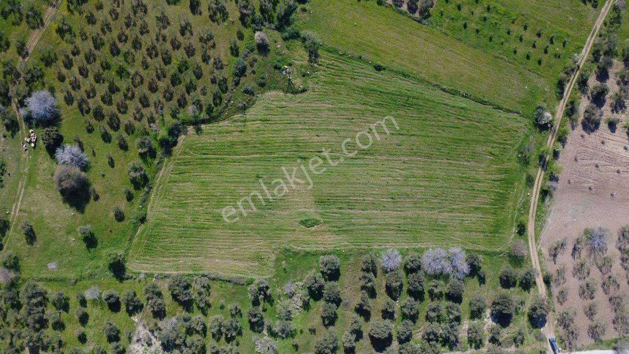 Samurluda 10500m2 Satılık Yolu Olan Tarla - Görsel 25