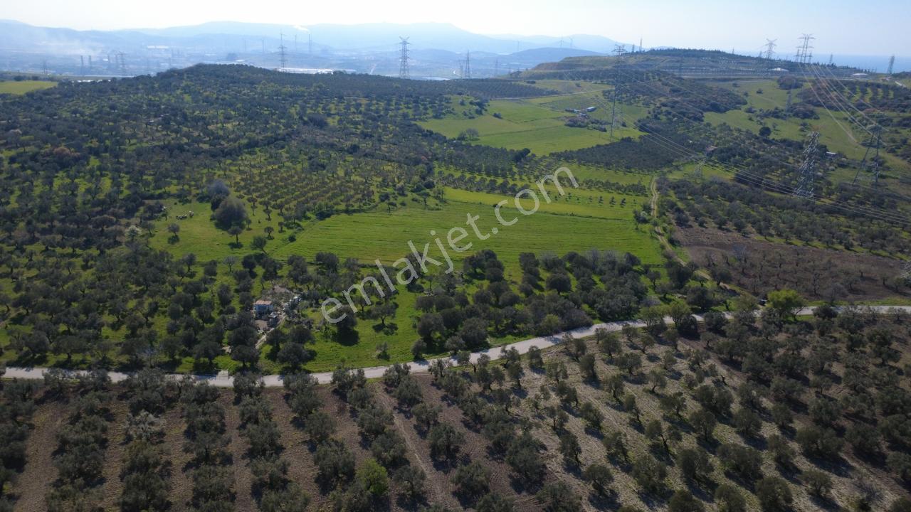 Samurluda 10500m2 Satılık Yolu Olan Tarla - Görsel 3