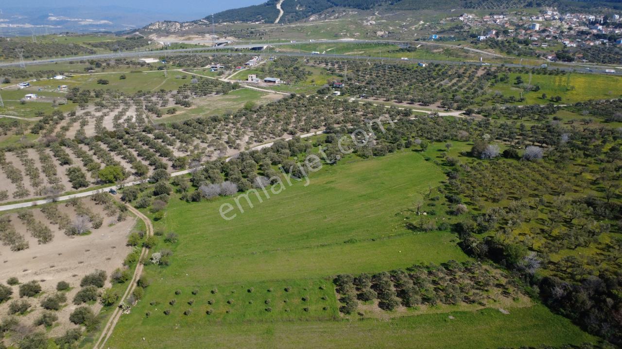 Samurluda 10500m2 Satılık Yolu Olan Tarla - Görsel 13