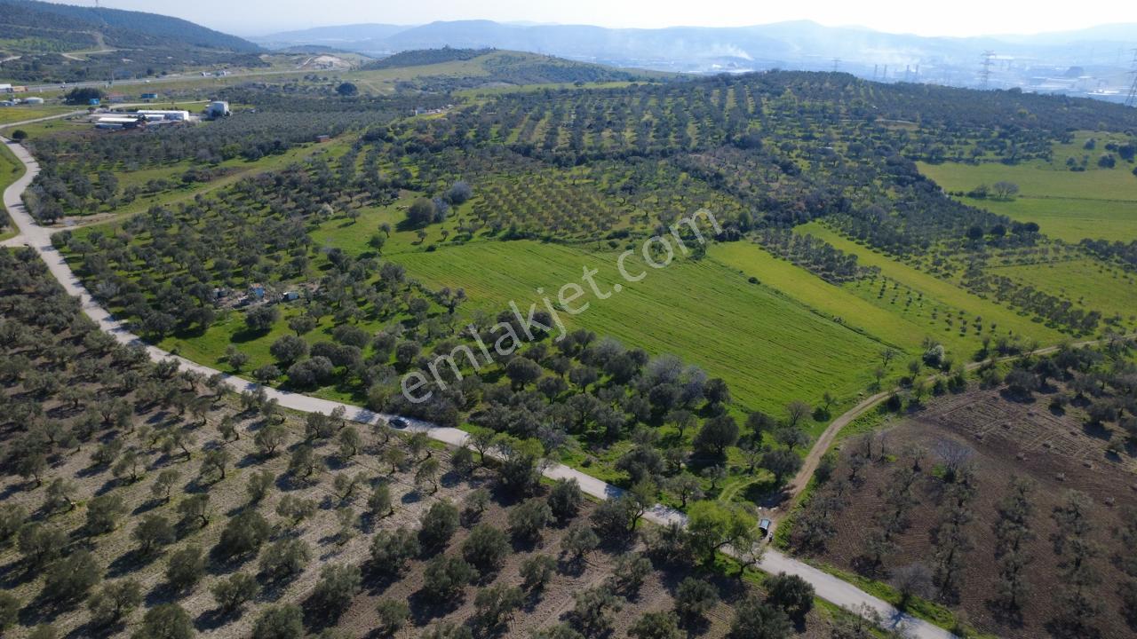 Samurluda 10500m2 Satılık Yolu Olan Tarla - Görsel 8