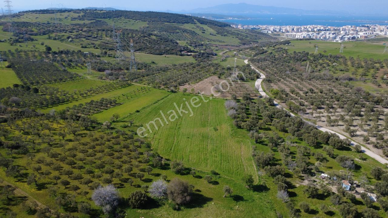 Samurluda 10500m2 Satılık Yolu Olan Tarla - Görsel 18