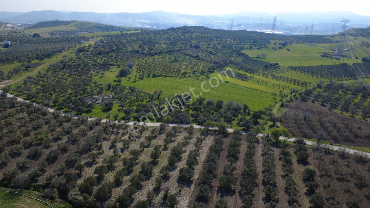 Samurluda 10500m2 Satılık Yolu Olan Tarla - Görsel 6