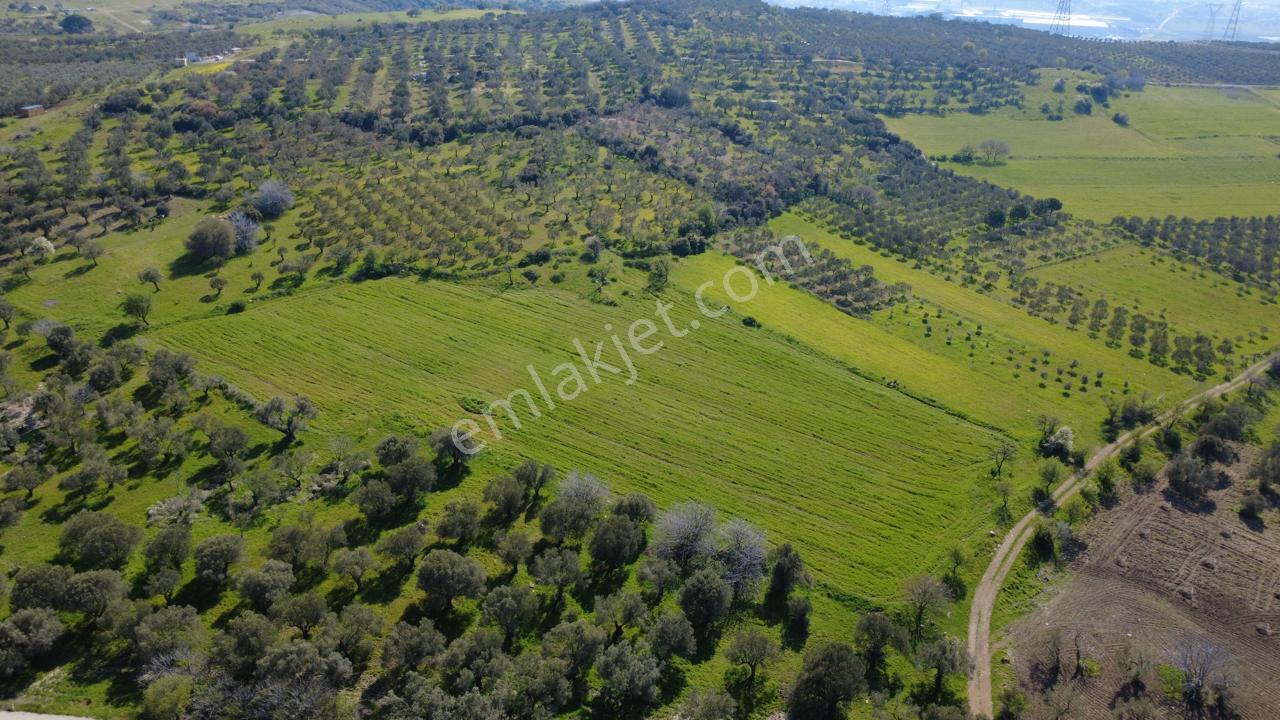 Samurluda 10500m2 Satılık Yolu Olan Tarla - Görsel 23