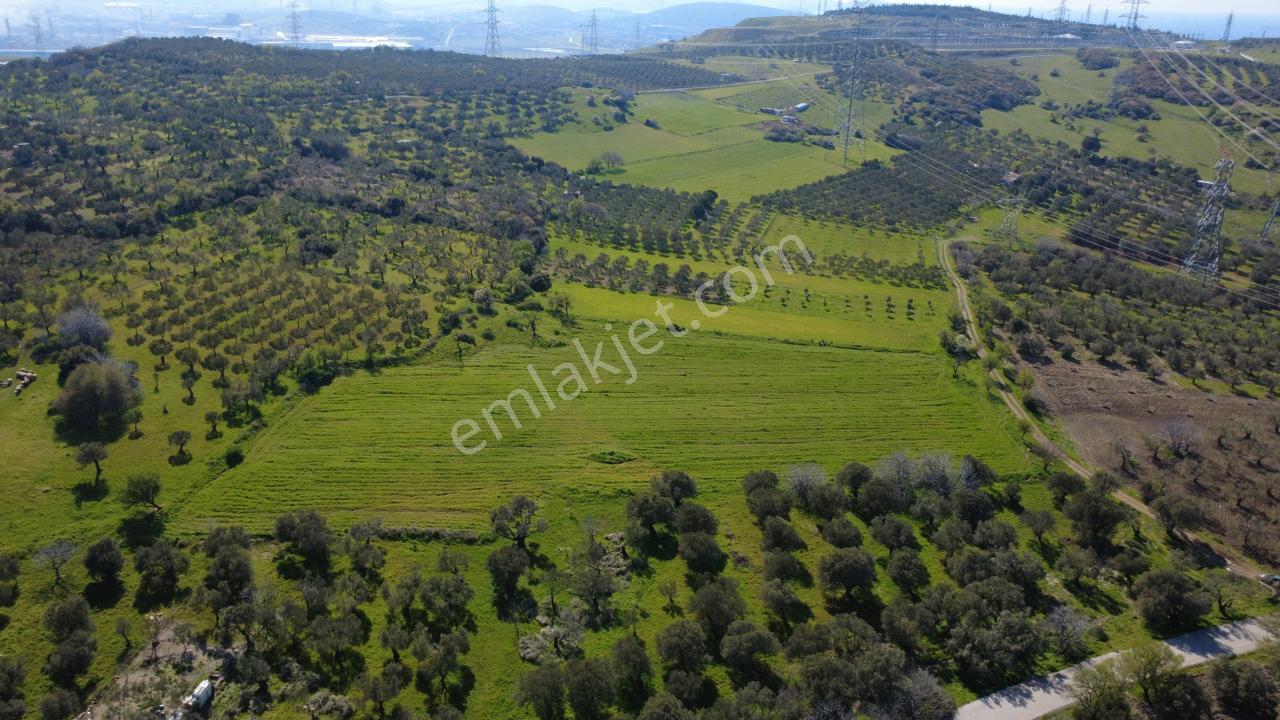 Samurluda 10500m2 Satılık Yolu Olan Tarla - Görsel 21