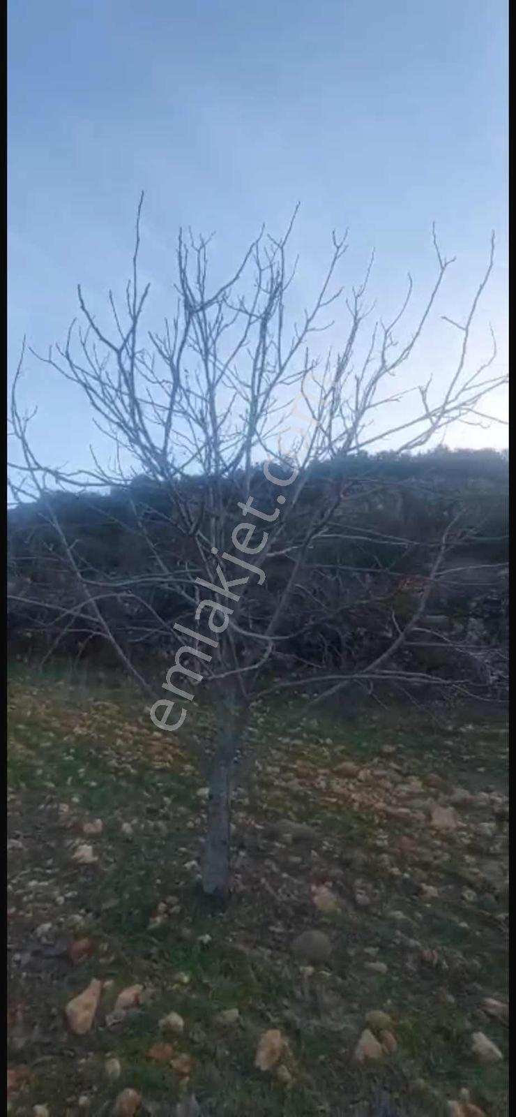 Konumdan Fırsat Tek Tapu Bag Evine Uygun - Görsel 2