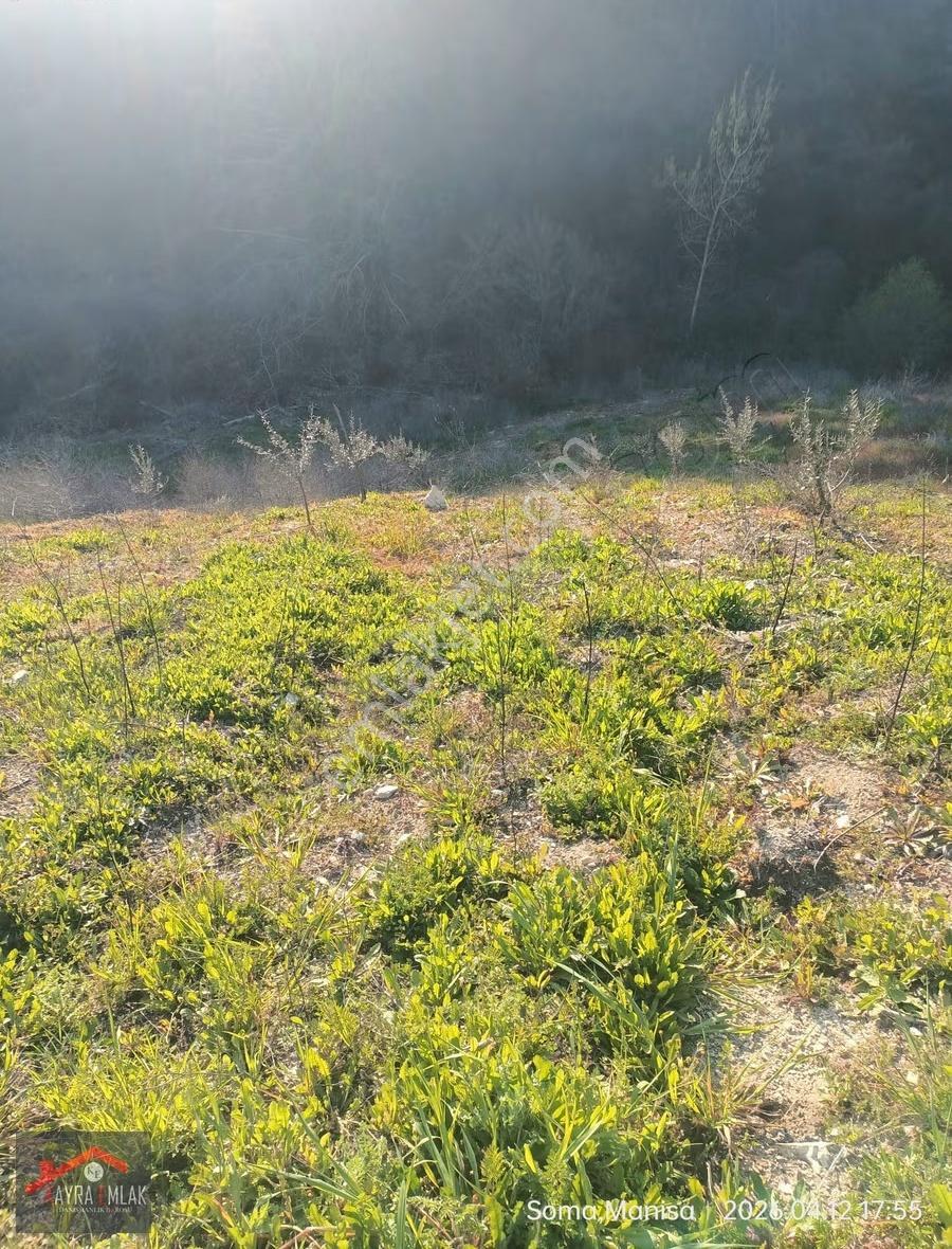 Savaştepe İstiklalde Satılık Cevizlik Zeytinlik - Görsel 20