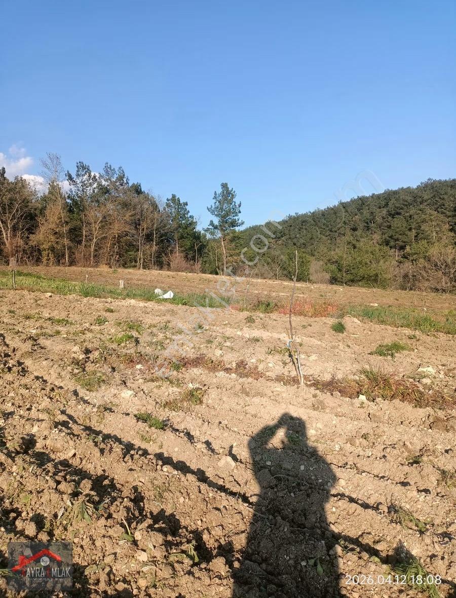 Savaştepe İstiklalde Satılık Cevizlik Zeytinlik - Görsel 22