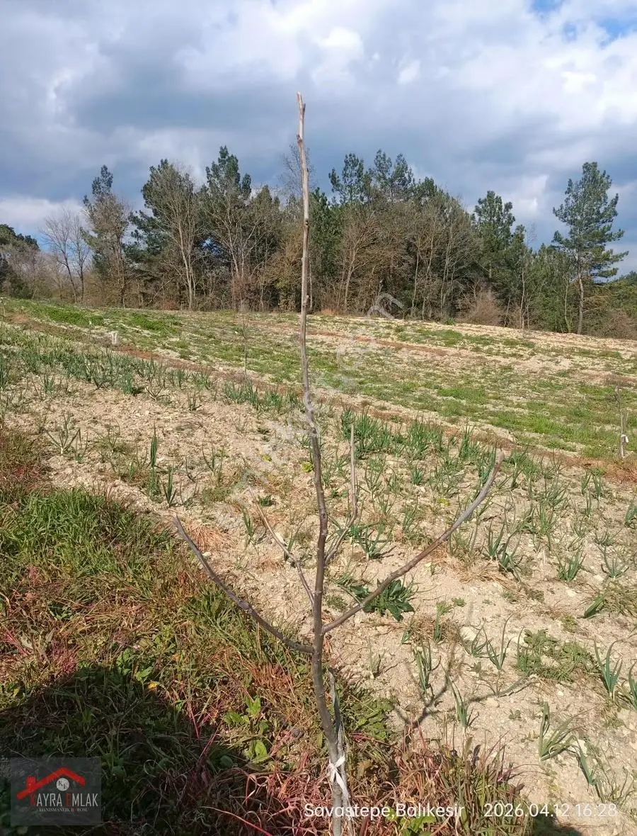 Savaştepe İstiklalde Satılık Cevizlik Zeytinlik - Görsel 4