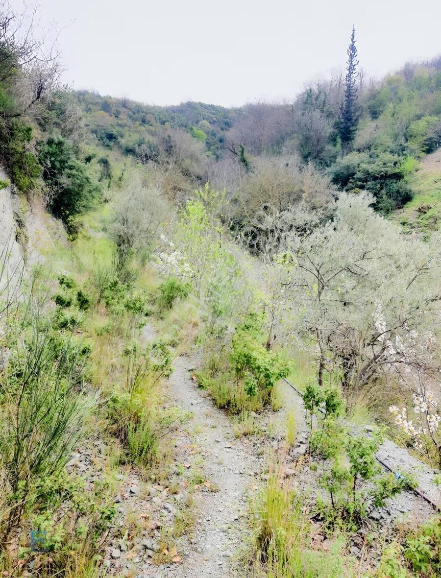 Değirmenderenin Zirvesinde Doğa Ve Deniz Manzaralı Arsa - Görsel 16